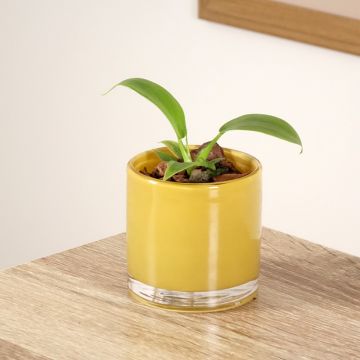 Filodendro - Philodendron applanatum