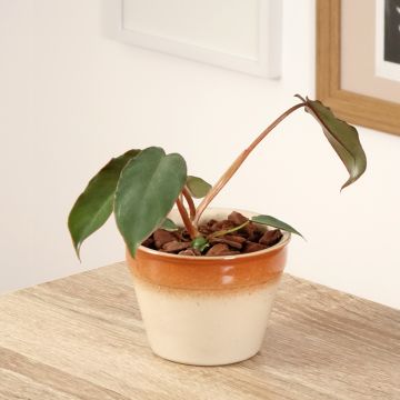 Filodendro - Philodendron billietiae x atabapoense