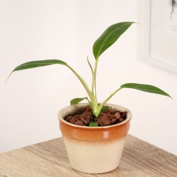 Filodendro - Philodendron holtonianum Trilobe