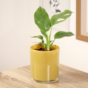 Filodendro - Philodendron Minima - Monstera minima