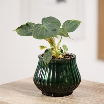 Filodendro - Philodendron verrucosum