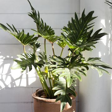Philodendron xanadu