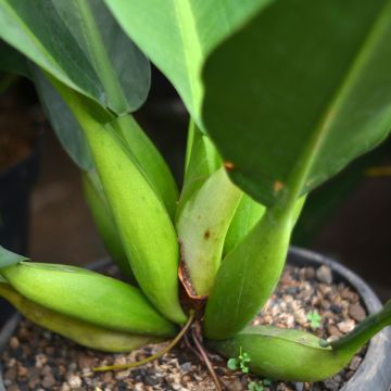 Filodendro - Philodendron martianum Fat Boy
