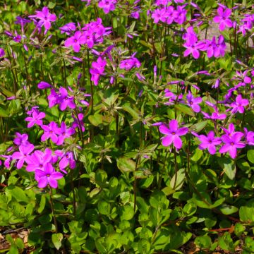 Phlox stolonifera Purpurea - Phlox strisciante