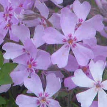 Phlox stolonifera Sherwood purple - Phlox strisciante