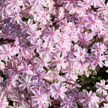 Phlox subulata Drumm - Muscio rosa