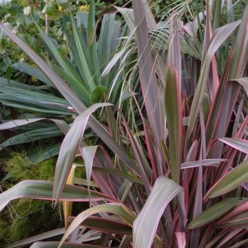 Phormium Pink Stripe - Lino della Nuova Zelanda