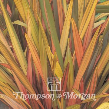 Phormium Rainbow Striped Hybrids - Lino della Nuova Zelanda