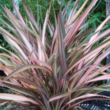 Phormium Rainbow Sunrise - Lino della Nuova Zelanda