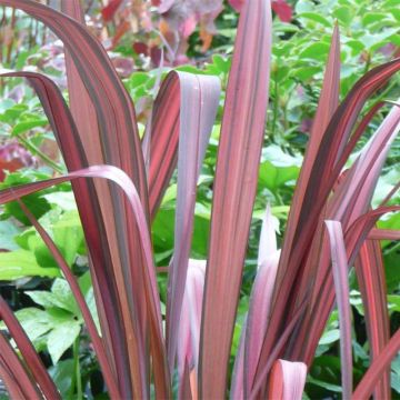 Phormium Evening Glow - Lino della Nuova Zelanda