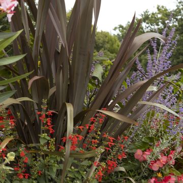 Phormium Purpureum - Lino della Nuova Zelanda