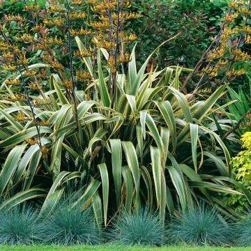 Phormium Variegatum - Lino della Nuova Zelanda