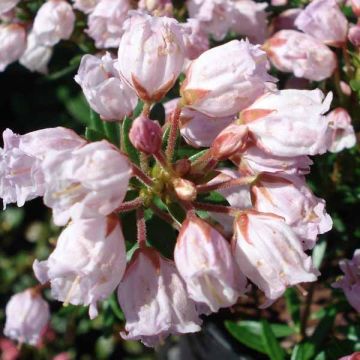 Phylliopsis hillieri Sprite