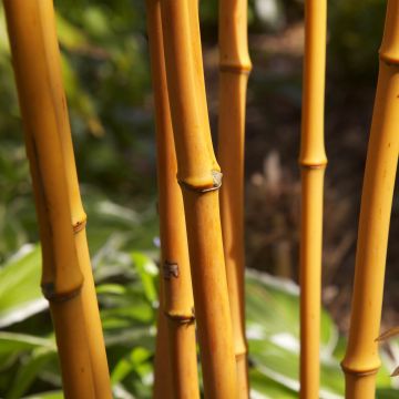Phyllostachys aurea - Bambù dorato