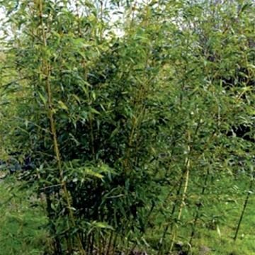 Phyllostachys bambusoides Castilloni Inversa - Madake