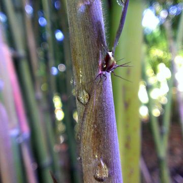 Phyllostachys nigra Megurochiku - Bambù nero