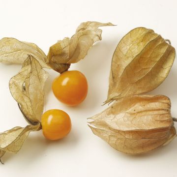 Physalis peruviana Goldita - Alchechengio del Perù
