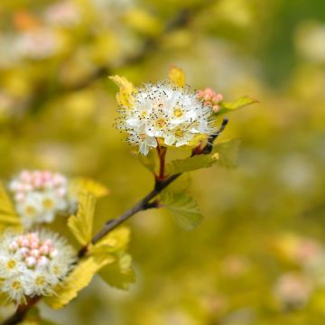 Physocarpus opulifolius Luteus
