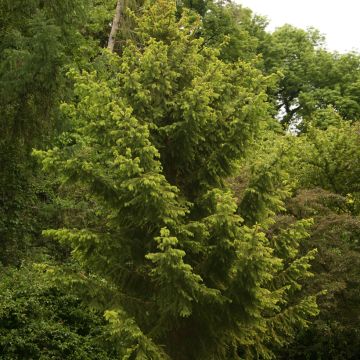 Picea abies Aurea Magnifica