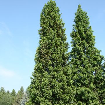 Picea abies Cupressina