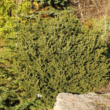 Picea abies Ohlendorffii