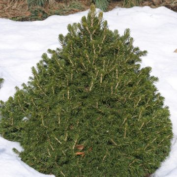 Picea abies Tompa