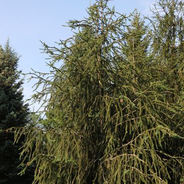 Picea abies Virgata