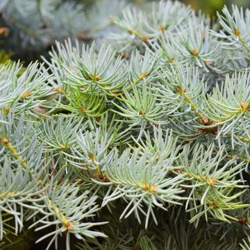 Picea abies Eagle Point