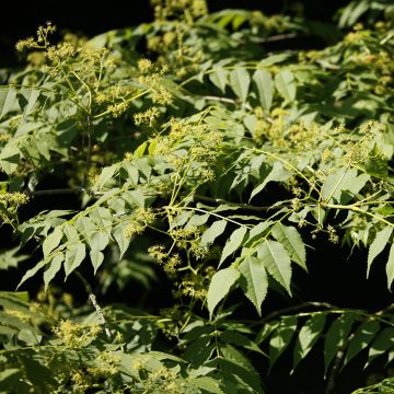 Picrasma quassioides