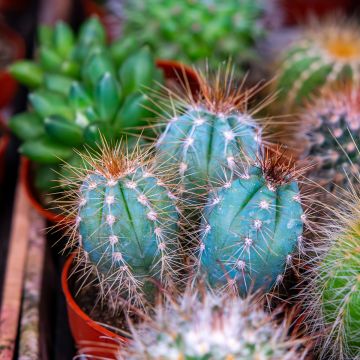 Pilosocereus azureus - Cactus