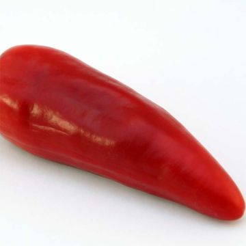 Peperoncino Jalapeno Bio