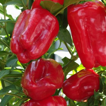 Peperoncino Yolo Wonder - Vilmorin