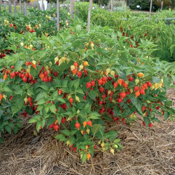 Piment Button Red en plant