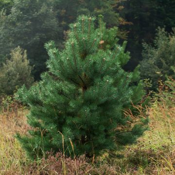 Pinus sylvestris Norska - Pino silvestre