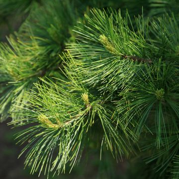 Pino di Armand - Pinus armandii