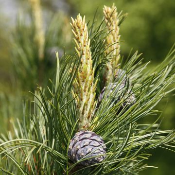 Pino cembro - Pinus cembra