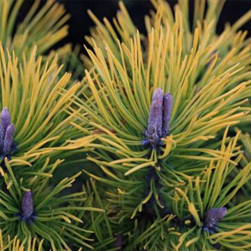 Pinus mugo Golden Glow