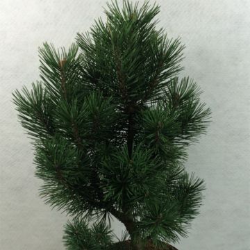 Pinus mugo Green Column