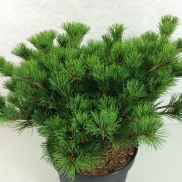 Pinus parviflora Kokuho
