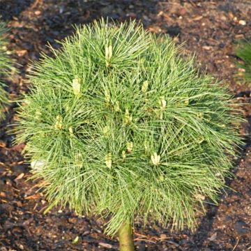 Pinus strobus Greg - Pino strobo