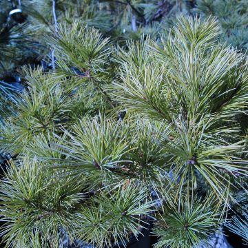 Pinus strobus Horsford - Pino strobo