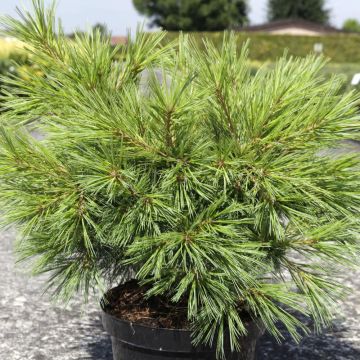 Pinus strobus Minima - Pino strobo