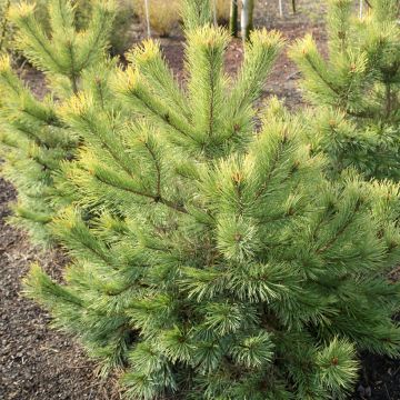 Pinus sylvestris Wintergold - Pino silvestre