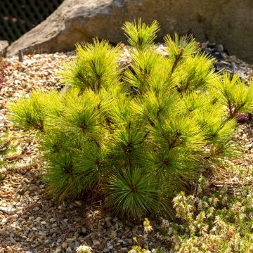 Pinus strobus Radiata - Pino strobo