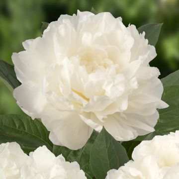 Peonia erbacea Fringed Ivory