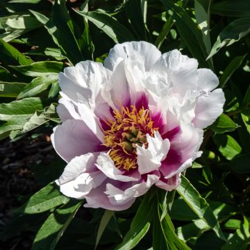 Peonia Itoh Cora Louise