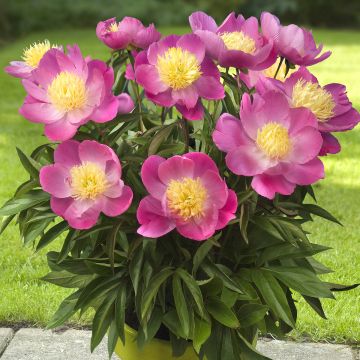 Peonia erbacea Patio Peony Kiev