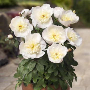 Peonia erbacea Patio Peony Madrid