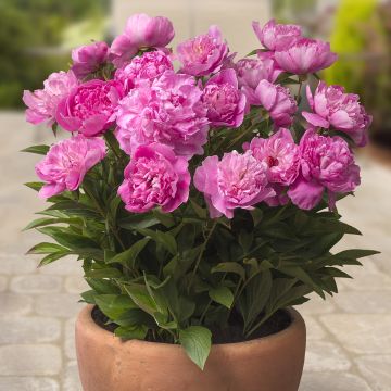 Peonia erbaceaPatio Peony Rome