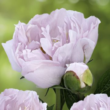 Peonia erbacea Pink Vanguard